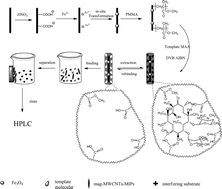 Graphical abstract: Fast separation and determination of erythromycin with magnetic imprinted solid extraction coupled with high performance liquid chromatography