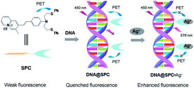 Graphical abstract: Tunable PET process by the intercalation of cationic styryl dye in DNA base pairs and its application as turn-on fluorescent sensor for Ag+