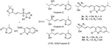 Graphical abstract: First total synthesis of fuzanins C, D and their analogues as anticancer agents