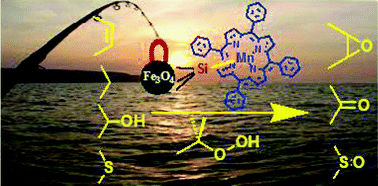 Graphical abstract: Silica-coated magnetite nanoparticles stabilized simple Mn-tetraphenylporphyrin for aqueous phase catalytic oxidations with tert-butyl hydroperoxide