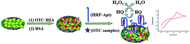 Graphical abstract: An ultrasensitive HRP labeled competitive aptasensor for oxytetracycline detection based on grapheme oxide–polyaniline composites as the signal amplifiers