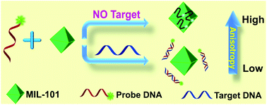 Graphical abstract: Metal–organic framework MIL-101 enhanced fluorescence anisotropy for sensitive detection of DNA
