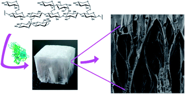 Graphical abstract: Enzymatic oxidation as a potential new route to produce polysaccharide aerogels