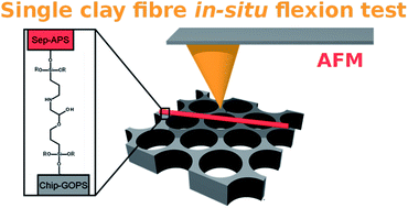 Graphical abstract: Elastic properties of natural single nanofibres