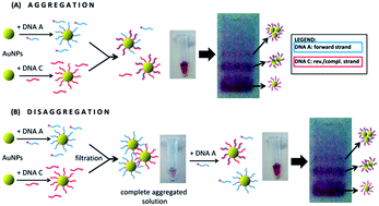 Graphical abstract: Highly efficient gold nanoparticle dimer formation via DNA hybridization