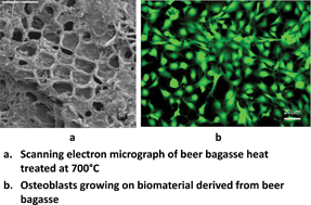 Graphical abstract: Preparation, characterization and in vitro osteoblast growth of waste-derived biomaterials