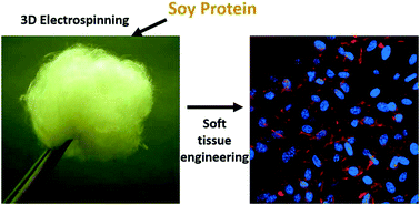 Graphical abstract: Intrinsically water-stable electrospun three-dimensional ultrafine fibrous soy protein scaffolds for soft tissue engineering using adipose derived mesenchymal stem cells