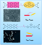 Graphical abstract: Self-assembly and phase separation of amphiphilic dyads based on 4,7-bis(2-thienyl)benzothiodiazole and perylene diimide