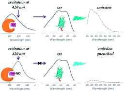 Graphical abstract: Fluorescent nitric oxide detection using cobalt substituted myoglobin