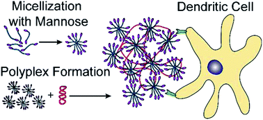 Graphical abstract: Synthesis and functionalization of virus-mimicking cationic block copolymers with pathogen-associated carbohydrates as potential vaccine adjuvants