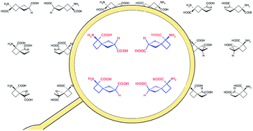 Graphical abstract: Conformationally restricted glutamic acid analogues: stereoisomers of 1-aminospiro[3.3]heptane-1,6-dicarboxylic acid