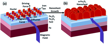 Graphical abstract: Magnetic field assisted growth of highly dense α-Fe2O3 single crystal nanosheets and their application in water treatment