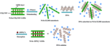 Graphical abstract: Two-dimensional ultrathin nanosheets of Ni–In-layered double hydroxides prepared in water: enhanced performance for DNA adsorption