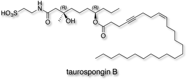 Graphical abstract: Taurospongins B and C, new acetylenic fatty acid derivatives possessing a taurine amide residue from a marine sponge of the family Spongiidae