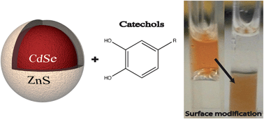 Graphical abstract: Catechols as ligands for CdSe–ZnS quantum dots