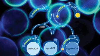 Graphical abstract: Resin supported acyl carrier protein labeling strategies