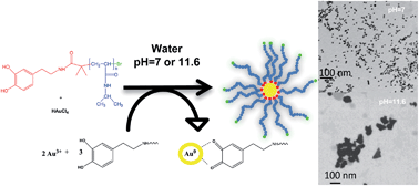 Graphical abstract: Direct preparation of PNIPAM coating gold nanoparticles by catechol redox and surface adhesion chemistry