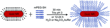 Graphical abstract: Fast loading of PEG–SH on CTAB-protected gold nanorods