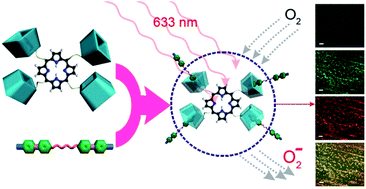 Graphical abstract: Self-assembled supramolecular nanoparticles mediated by host–guest interactions for photodynamic therapy