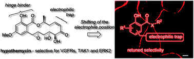 Graphical abstract: Selective affinity-based probe for oncogenic kinases suitable for live cell imaging