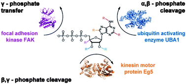 Graphical abstract: Fingerprinting differential active site constraints of ATPases