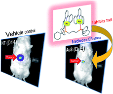 Graphical abstract: A dinuclear cyclometalated gold(iii)–phosphine complex targeting thioredoxin reductase inhibits hepatocellular carcinoma in vivo