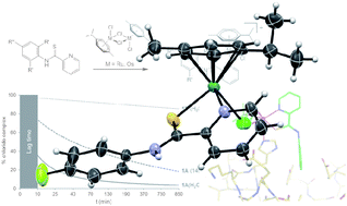 Graphical abstract: Novel metal(ii) arene 2-pyridinecarbothioamides: a rationale to orally active organometallic anticancer agents