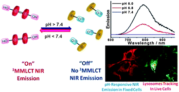 Graphical abstract: Induced self-assembly and disassembly of water-soluble alkynylplatinum(ii) terpyridyl complexes with “switchable” near-infrared (NIR) emission modulated by metal–metal interactions over physiological pH: demonstration of pH-responsive NIR luminescent probes in cell-imaging studies