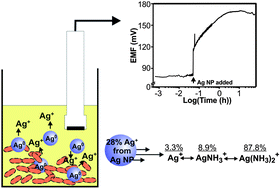 Graphical abstract: Characterization of silver ion dissolution from silver nanoparticles using fluorous-phase ion-selective electrodes and assessment of resultant toxicity to Shewanella oneidensis