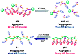 Graphical abstract: Phosphate derivative-induced supramolecular assembly and NIR-emissive behaviour of alkynylplatinum(ii) terpyridine complexes for real-time monitoring of enzymatic activities