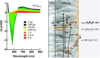 Graphical abstract: Charge carrier trapping, recombination and transfer in hematite (α-Fe2O3) water splitting photoanodes