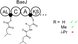 Graphical abstract: Amino acid-accepting ketosynthase domain from a trans-AT polyketide synthase exhibits high selectivity for predicted intermediate