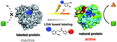 Graphical abstract: One-step construction of caged carbonic anhydrase I using a ligand-directed acyl imidazole-based protein labeling method