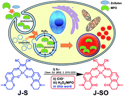 Graphical abstract: Combining myeloperoxidase (MPO) with fluorogenic ZnSalen to detect lysosomal hydrogen peroxide in live cells