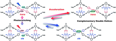 Graphical abstract: Photocontrolled template-directed synthesis of complementary double helices assisted by amidinium–carboxylate salt bridge formation