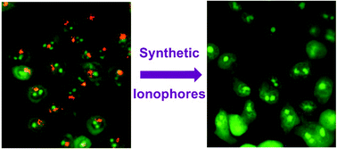 Graphical abstract: Biological activity of synthetic ionophores: ion transporters as prospective drugs?