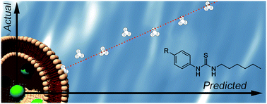 Graphical abstract: Towards predictable transmembrane transport: QSAR analysis of anion binding and transport