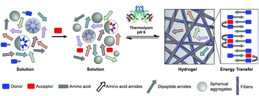 Graphical abstract: Discovery of energy transfer nanostructures using gelation-driven dynamic combinatorial libraries