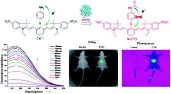 Graphical abstract: A highly selective and sensitive near-infrared fluorescence probe for arylamine N-acetyltransferase 2 in vitro and in vivo