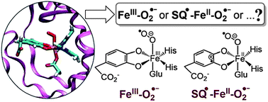 Graphical abstract: Oxygen activation by homoprotocatechuate 2,3-dioxygenase: a QM/MM study reveals the key intermediates in the activation cycle