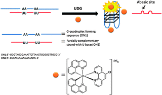 Graphical abstract: Luminescent oligonucleotide-based detection of enzymes involved with DNA repair