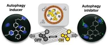 Graphical abstract: Discovery of autophagy modulators through the construction of a high-content screening platform via monitoring of lipid droplets