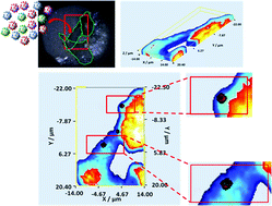 Graphical abstract: 3D optical imaging of multiple SERS nanotags in cells