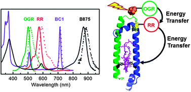 Graphical abstract: Integration of multiple chromophores with native photosynthetic antennas to enhance solar energy capture and delivery