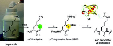 Graphical abstract: Scalable synthesis of γ-thiolysine starting from lysine and a side by side comparison with δ-thiolysine in non-enzymatic ubiquitination