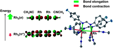 Graphical abstract: Unprecedented partial paddlewheel dirhodium methyl isocyanide compounds with unusual structural and electronic properties: a comprehensive experimental and theoretical study