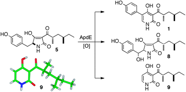 Graphical abstract: One pathway, many compounds: heterologous expression of a fungal biosynthetic pathway reveals its intrinsic potential for diversity