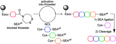 Graphical abstract: Highly efficient solid phase synthesis of large polypeptides by iterative ligations of bis(2-sulfanylethyl)amido (SEA) peptide segments