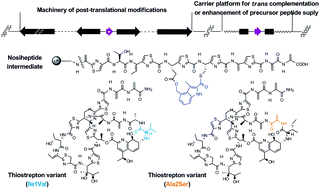 Graphical abstract: Insight into bicyclic thiopeptide biosynthesis benefited from development of a uniform approach for molecular engineering and production improvement