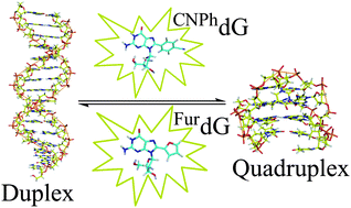 Graphical abstract: Electronic tuning of fluorescent 8-aryl-guanine probes for monitoring DNA duplex–quadruplex exchange